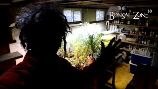 Moving My Trees Indoors for Winter The Bonsai Zone Oct 2023 [upl. by Cassey952]