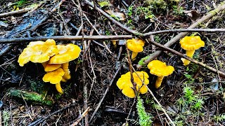 Foraging for chanterelle mushrooms in October 2024 [upl. by Pilar548]