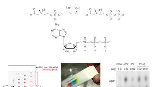 Enzymatic Assays [upl. by Eoj]