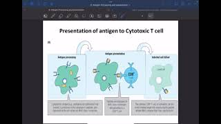 Immunology L9 C1C2 Antigen processing amp presentation P2 [upl. by Reena]