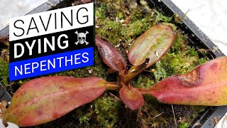 🏥 How to cure a sick Nepenthes 💊 unhappy pitcher plant recovery [upl. by Banky]