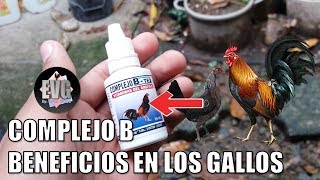 ¿Como Vitaminizar a los gallos y gallinas con Complejo B [upl. by Eirrok]