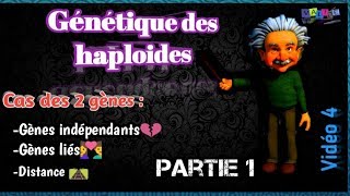 Vidéo 4 Génétique des haploides en arabe SVI S4 Partie 1 [upl. by Neira]