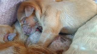 Golden retriever puppy nursing [upl. by Sisile]