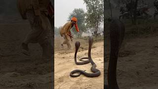 2 king cobra Naag vs jogi [upl. by Attikram]