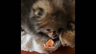 🌟 All About Dochlaggie Pomeranian Puppies 🐾 [upl. by Akins]