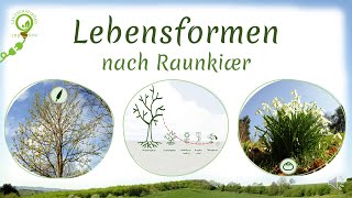 Lebensformen nach Raunkiaer Phanero Chamae Hemikrypto Krypto amp Therophyten  Beispiele [upl. by Best323]