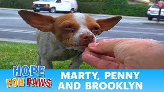 Marty Brooklyn and Penny Chihuahua rescue in South Central Los Angeles Please share chihuahua [upl. by Rebme589]