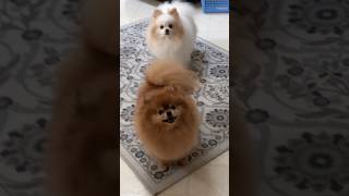 Hilarious pomeranian marking noise sounds funny moments [upl. by Vail712]