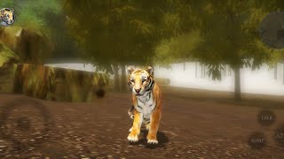 Ultimate Tiger Simulator 2 Gameplay [upl. by Nodab]