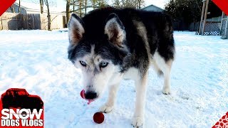 Oakley Found a Frozen Apple [upl. by Potter739]