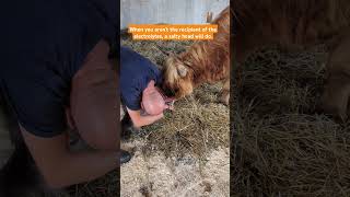 Electrolyte boost for a new calf highlandcattle cattlefarm farming [upl. by Eelrebma]