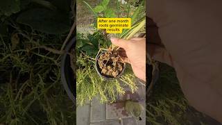 How to Propagation Pendanus veitchii How to Divide Pendanus Plant youtubeshorts viralvideo [upl. by Eerpud948]