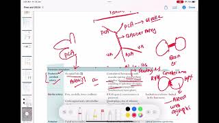 posterior cerebral artery stroke neurology 74  First Aid USMLE Step 1 in UrduHindi [upl. by Htiel257]