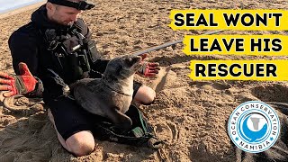 Seal Wont Leave His Rescuer [upl. by Barnet]