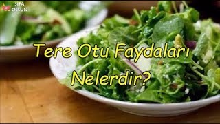 Tere Otu Faydaları Nelerdir [upl. by Saval]