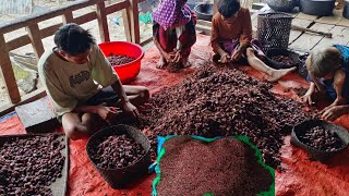 CARDAMOM HARVESTING AND PROCESSING  ARUNACHAL PRADESH GOBUK VILLAGE VILLAGE LIFE  VILLAGE VLOG [upl. by Aloysia]