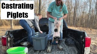 Castrating Piglets At 3 Weeks MUCH Easier Than Last Time [upl. by Airpac]