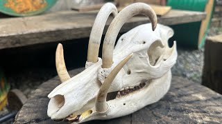 skull Lợn hươu Bắc Sulawesi Babyrousa celebensis  lưu ý về TỬ KHÍ khi chơi và sưu tập xương nanh [upl. by Odele]