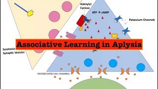 Biochemical processes underlying associative learning in Aplysia [upl. by Yrellav]