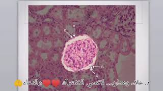 Practical epithelial cells 4 [upl. by Yseult481]