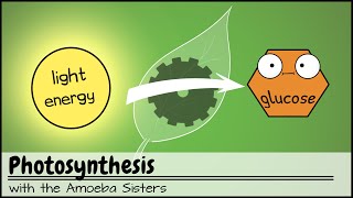 Photosynthesis UPDATED [upl. by Itirp713]