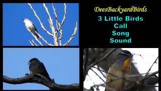 3 Little Birds  Call  Song  Sound [upl. by Jaehne]