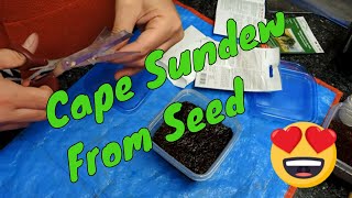 Planting Drosera Capensis from seed  planting to Sprouting [upl. by Vevay279]