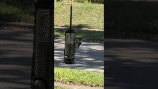 Woody  Young Woodpecker on Bird Feeder 2024 shorts drockingfish [upl. by Epps]