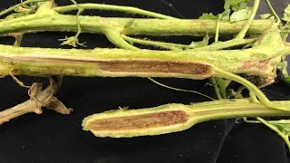 ⟹ Fusarium vs Vertisillium  Tomato diseases  My take on it how to tell the difference [upl. by Leidgam]