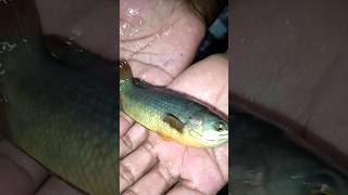 My store ke aage me ye kya bhai 🐟🐠 as gaya barsat ke din me minivlog shorts vlogger vlog [upl. by Omarr]