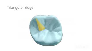 LANDMARKS OF TOOTH  CUSP  RIDGE  FOSSA SULCUSGROOVEPITSMAMELONSCINGULUMTooth Morphology 1 [upl. by Mallen229]