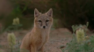 Western Inner Mongolia Series  Episode 8 The corsac fox [upl. by Wooster972]