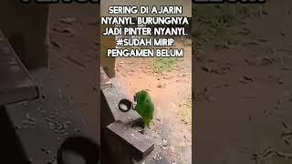 Burung kok kreatif kayak manusia 🤣🤣🤣🤣 shrots asiyanadaniel8837 [upl. by Tila]