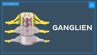 Anatomie der Ganglien  Anatomie einfach erklärt  Kenhub [upl. by Farlie]