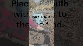 Planting Lily Bulbs in Canada [upl. by Summers]