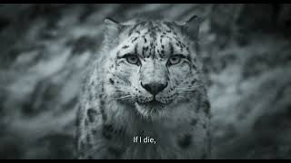 Snow Leopard  Pema Tseden  Bandeannonce [upl. by Htidirrem]