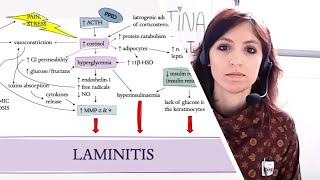 Pathogenesis of laminitis in horses  Vet student [upl. by Tatiania]