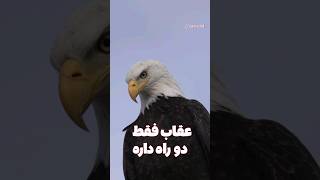 راز طول عمر عقاب  داستان [upl. by Nivar230]