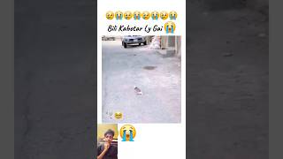 Video banaa raha tha bacha leta bhai Lal kabutar ko pigeon viral new short video [upl. by Verbenia]