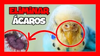 ✅ COMO CURAR LOS ACAROS EN PERIQUITOS 😱 ¡¡En sólo 5 minutos [upl. by Weisbrodt]