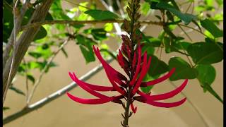 Erythrina are in bloom  Species Detail [upl. by Camille748]