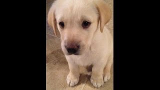 Yellow Lab Puppy from 8 weeks to 1 year [upl. by Enitsuga]