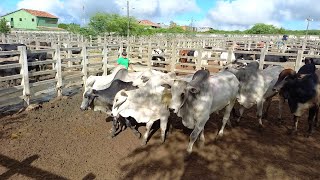 FEIRA DE GADO EM CAMPINA GRANDEPB 03042024 [upl. by Jepson]