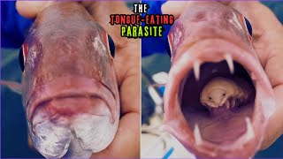 Meet the Tongueeating parasite  Cymothoa Exigua  Weirdest Creatures [upl. by Icnan214]