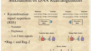 10  Immunogenetics 2 [upl. by Ikcim]