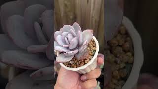 Echeveria Laui white echeveria echeverias succulentobsession succulent succulentplant plants [upl. by Aleyam]