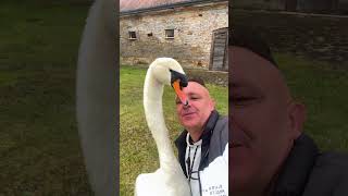 This man rescued a swan that was trapped and then swan birds short [upl. by Maurilla]