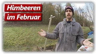 Garten im Februar  Himbeeren pflegen  Erftstadt Infos [upl. by Joash]