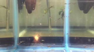 Betta Macrostoma Fry [upl. by Beck]